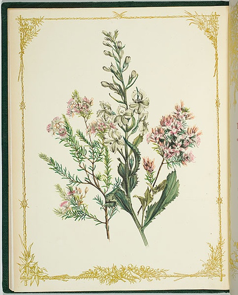 Artist: b'De Mole, Fanny.' | Title: b'Scaben and littorea.' | Date: 1861 | Technique: b'lithograph, printed in black ink, from one stone; hand-coloured'