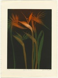 Artist: GRIFFITH, Pamela | Title: Bird of Paradise | Date: 1985 | Technique: etching, aquatint printed in colour from two zinc plates | Copyright: © Pamela Griffith