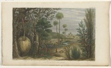 Title: b'Australian trees and shrubs' | Technique: b'engraving, printed in black ink, from one plate; hand-coloured'
