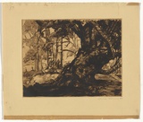 Artist: Nimmo, Lorna. | Title: (Old tree with landscape) | Date: 1940 | Technique: etching, drypoint printed in brown ink, from one copper plate,