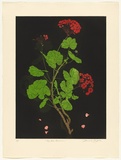 Artist: b'GRIFFITH, Pamela' | Title: b'The Red Geranium' | Date: 1988 | Technique: b'hardground-etching and aquatint, printed in colour, from two copper plates' | Copyright: b'\xc2\xa9 Pamela Griffith'