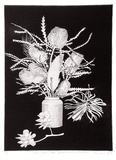 Artist: b'GRIFFITH, Pamela' | Title: b'Western Australian Wild Flowers' | Date: 1987 | Technique: b'hardground-etching and aquatint, printed in black ink, from one zinc plate' | Copyright: b'\xc2\xa9 Pamela Griffith'