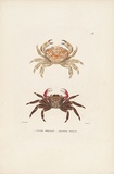 Title: b'Crabe bronz\xc3\xa9. Grapse peint.' | Date: 1825 | Technique: b'etching, printed in colour, from one plate; hand coloured'