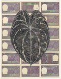 Artist: b'HALL, Fiona' | Title: b'Dioscorea alata - Winged yam (Indian currency)' | Date: 2000 - 2002 | Technique: b'gouache' | Copyright: b'\xc2\xa9 Fiona Hall'