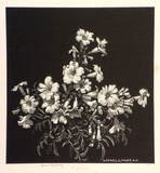 Artist: b'LINDSAY, Lionel' | Title: b'Begonias' | Date: 1925 | Technique: b'wood-engraving, printed in black ink, from one block' | Copyright: b'Courtesy of the National Library of Australia'