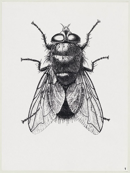 Artist: b'Gibbs, Denyse.' | Title: b'Black fly 1' | Date: 1973 | Copyright: b'This work appears on screen courtesy of the artist and copyright holder'