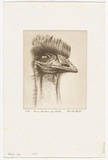 Artist: PLATT, Austin | Title: Emu, Centennial Park | Date: 1980 | Technique: etching, printed in black ink, from one plate
