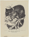 Artist: Scott, Helena. | Title: The Sooty Opossum (Phalanangista fuliginosa). | Date: 1869 | Technique: lithograph, printed in black ink, from one stone