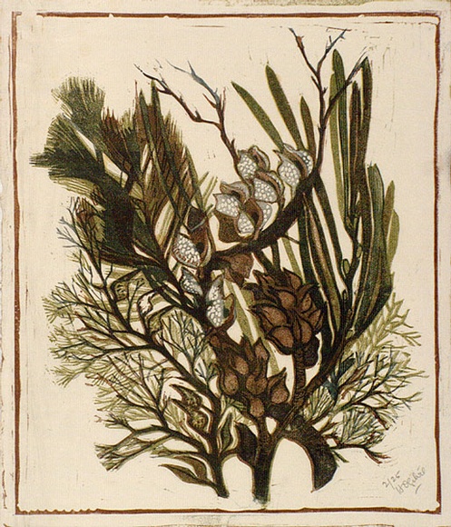 Artist: b'OGILVIE, Helen' | Title: b'Hakea.' | Date: c.1938 | Technique: b'linocut, printed in colour, from multiple blocks'