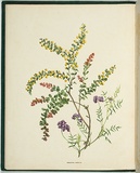 Artist: De Mole, Fanny. | Title: Wreath and acacia. | Date: 1861 | Technique: lithograph, printed in black ink, from one stone; hand-coloured
