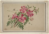 Artist: b'Scott, Helena.' | Title: b'Australian floral series: Boronia pinnata, Actinotus minor, Sydney' | Date: c.1880 | Technique: b'lithograph, printed in colour, from multiple stones'