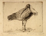 Artist: b'LINDSAY, Lionel' | Title: b'Ibis' | Date: c.1925 | Technique: b'engraving, printed in black ink, from one plate' | Copyright: b'Courtesy of the National Library of Australia'