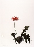 Artist: b'ROSE, David' | Title: b'Gerbera' | Date: 1976 | Technique: b'aquatint, printed in colour, from one plate'
