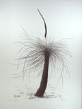 Artist: Hegarty, Kevin. | Title: Grass tree | Date: 1983 | Technique: lithograph, printed in black ink, from one stone | Copyright: © Kevin Hegarty. Licensed by VISCOPY, Australia