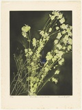 Artist: b'GRIFFITH, Pamela' | Title: b'Flannel Flowers and Superb Blue Wren' | Date: 1983 | Technique: b'hardground-etching, aquatint, and lift-ground, printed in colour, from two zinc plates' | Copyright: b'\xc2\xa9 Pamela Griffith'