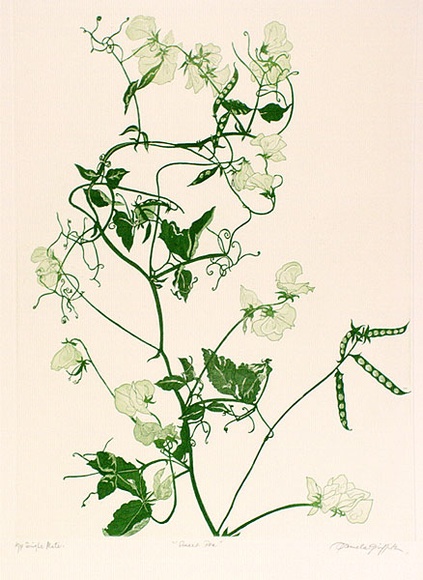Artist: b'GRIFFITH, Pamela' | Title: b'Sweet Pea' | Date: 1988 | Technique: b'hardground-etching and aquatint, printed in green ink, from one copper plate' | Copyright: b'\xc2\xa9 Pamela Griffith' Artist: b'GRIFFITH, Pamela' | Title: b'Sweet Pea' | Date: 1988 | Technique: b'hardground-etching and aquatint, printed in green ink, from one copper plate' | Copyright: b'\xc2\xa9 Pamela Griffith'