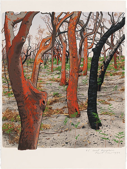 Artist: b'Rose, David.' | Title: b'Burnt Angophoras' | Date: 1994 | Technique: b'screenprint, printed in colour, from multiple stencils'