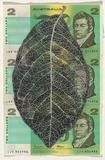 Artist: HALL, Fiona | Title: Terminalia hadleyana - Red cement tree (Australian currency) | Date: 2000 - 2002 | Technique: gouache | Copyright: © Fiona Hall