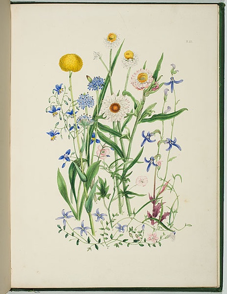 Artist: b'Charsley, Fanny Anne.' | Title: b'Brunonia australis, craspedia richea, dianella revoluta, lobelia pedunculata, convolvulus erubescens, ammobium alatum, helichrysum bracteatum and lobelia simplicicaulis.' | Date: 1867 | Technique: b'lithograph, printed in black ink, from one stone; hand-coloured'