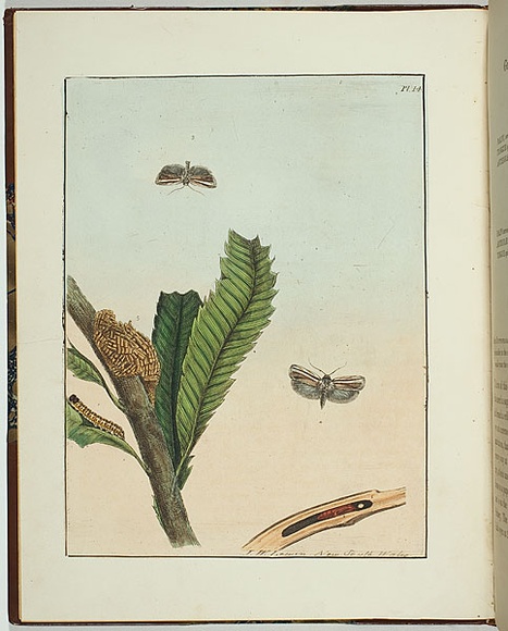 Artist: b'Lewin, J.W.' | Title: b'Cryptophasa strigata' | Date: 14 April 1803 | Technique: b'etching, printed in black ink, from one copper plate; hand-coloured'