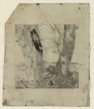 Artist: b'Elbourne, Laurie.' | Title: b'Plate: Two gum trees near Emu Plains.' | Date: c.1938 | Technique: b'engraved celluloid plate'