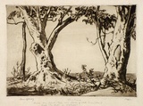 Artist: LINDSAY, Lionel | Title: White gums | Date: 1937 | Technique: drypoint, printed in brown ink with plate-tone, from one plate | Copyright: Courtesy of the National Library of Australia