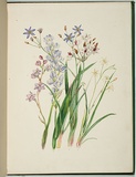 Artist: b'Charsley, Fanny Anne.' | Title: b'Thelymitra ixioides, thelymitra aristata, burchardia umbellata, stypandra c\xc3\xa6spitosa and stypandra umbellata.' | Date: 1867 | Technique: b'lithograph, printed in black ink, from one stone; handcoloured'