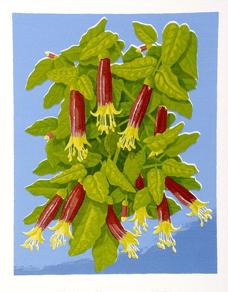 Artist: b'letcher, William.' | Title: b'Native fuschia.' | Date: 1979 | Technique: b'screenprint, printed in colour, from multiple stencils' | Copyright: b'With the permission of The William Fletcher Trust which provides assistance to young artists.'