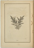 Title: b'not titled [rhagodia billardieri].' | Date: 1861 | Technique: b'woodengraving, printed in black ink, from one block'