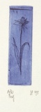 Artist: Palethorpe, Jan | Title: not titled [daffodil] [blue] | Date: 1993 | Technique: etching, printed in blue ink with plate-tone, from one plate