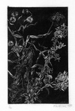 Artist: MILLER, Max | Title: Flowers, foliage | Date: 1970 | Technique: wood-engraving, printed in black ink, from one block