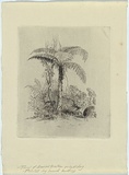 Artist: b'Martens, Conrad.' | Title: b'Study of a tree fern.' | Date: c.1854 | Technique: b'etching, printed in black ink with plate tone, from one copper plate'