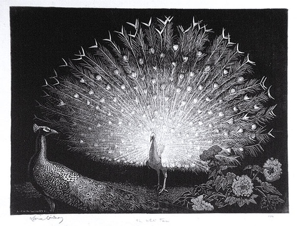 Artist: b'LINDSAY, Lionel' | Title: b'The white fan' | Date: 1935 | Technique: b'wood-engraving, printed in black ink, from one block' | Copyright: b'Courtesy of the National Library of Australia'