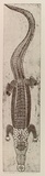 Artist: b'Wuribudiwi, John Wilson.' | Title: b'Yirikipayi' | Date: 1996, June | Technique: b'etching, printed in black ink, from one plate'