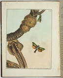 Artist: Lewin, J.W. | Title: Hepialus ligniveren | Date: 20/04/1803 | Technique: etching, printed in black ink, from one copper plate; hand-coloured