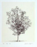 Artist: b'Pilgrim, Catherine.' | Title: b'not titled [smaller tree]' | Date: 2001, March | Technique: b'lithograph, printed in colour, from two stones (image in black, cream tint)'