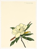 Artist: b'ROSE, David' | Title: b'Magnolia (colour study)' | Date: 1985 | Technique: b'screenprint, printed in colour, from multiple stencils'