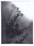 Artist: b'GRIFFITH, Pamela' | Title: b'Flannel flowers and Zebra finch' | Date: 1986 | Technique: b'hard ground, aquatint, spray resist on one, zinc' | Copyright: b'\xc2\xa9 Pamela Griffith'