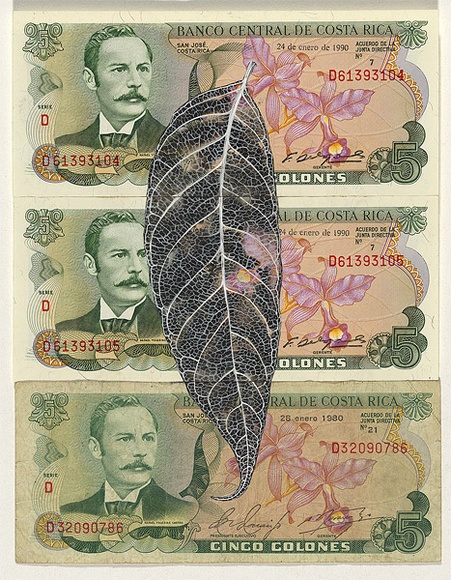 Artist: b'HALL, Fiona' | Title: b'Swietenia mahogani - Mahogany (Costa Rican currency)' | Date: 2000 - 2002 | Technique: b'gouache' | Copyright: b'\xc2\xa9 Fiona Hall'