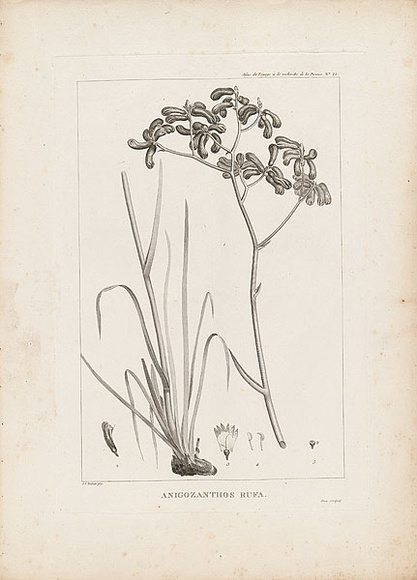 Artist: b'Redout\xc3\xa9, Pierre-Joseph.' | Title: b'Anigozanthos rufa' | Date: 1800 | Technique: b'engraving, printed in black ink, from one copper plate'