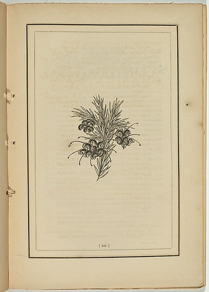 Title: b'not titled [grevillea la trobeana].' | Date: 1861 | Technique: b'woodengraving, printed in black ink, from one block'