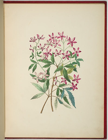 Artist: b'WALKER, Annie' | Title: b'Ceratopetalum gummiferum [christmas bush].' | Date: 1887 | Technique: b'lithograph, printed in black ink, from one stone; hand-coloured'