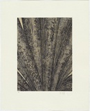 Artist: b'HALL, Fiona' | Title: b'Palm and paperwasp' | Date: 2006 | Technique: b'etching, printed in black ink, from one plate'