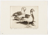 Artist: PLATT, Austin | Title: Stretching and preening Centennial Park | Date: 1981 | Technique: etching, printed in black ink, from one plate