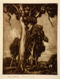 Artist: LINDSAY, Lionel | Title: Red Gums | Date: 1922 | Technique: mezzotint, printed in brown ink, from one plate | Copyright: Courtesy of the National Library of Australia