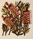 Artist: OGILVIE, Helen | Title: Greeting card: Scarlet bottlebrush. (Print designed as christmas card) | Date: c.1951 | Technique: linocut, printed in colour, from multiple blocks