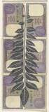 Artist: b'HALL, Fiona' | Title: b'Murraya koenigii - Curry leaf (Indian currency)' | Date: 2000 - 2002 | Technique: b'gouache' | Copyright: b'\xc2\xa9 Fiona Hall'