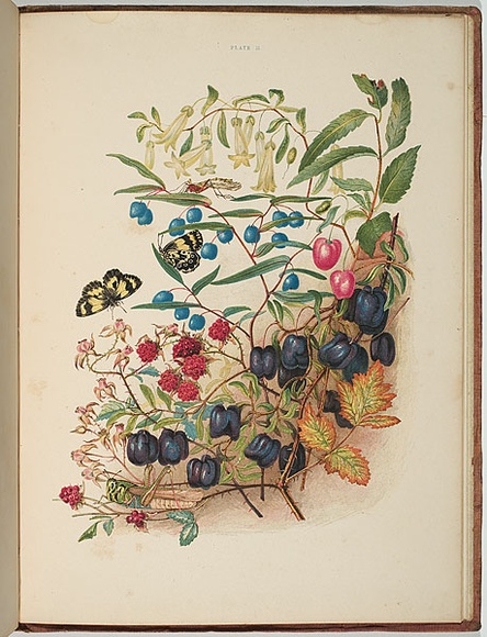 Artist: b'Meredith, Louisa Anne.' | Title: b'Blossoms and berries' | Date: 1860 | Technique: b'lithograph, printed in colour from multiple stones'