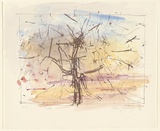 Artist: MACQUEEN, Mary | Title: Tree | Date: 1981 | Technique: lithograph, printed in brown ink, from one plate; hand-coloured | Copyright: Courtesy Paulette Calhoun, for the estate of Mary Macqueen