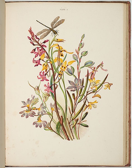 Artist: b'Meredith, Louisa Anne.' | Title: b'Group of orchids [1].' | Date: 1860 | Technique: b'lithograph, printed in colour, from multiple stones'